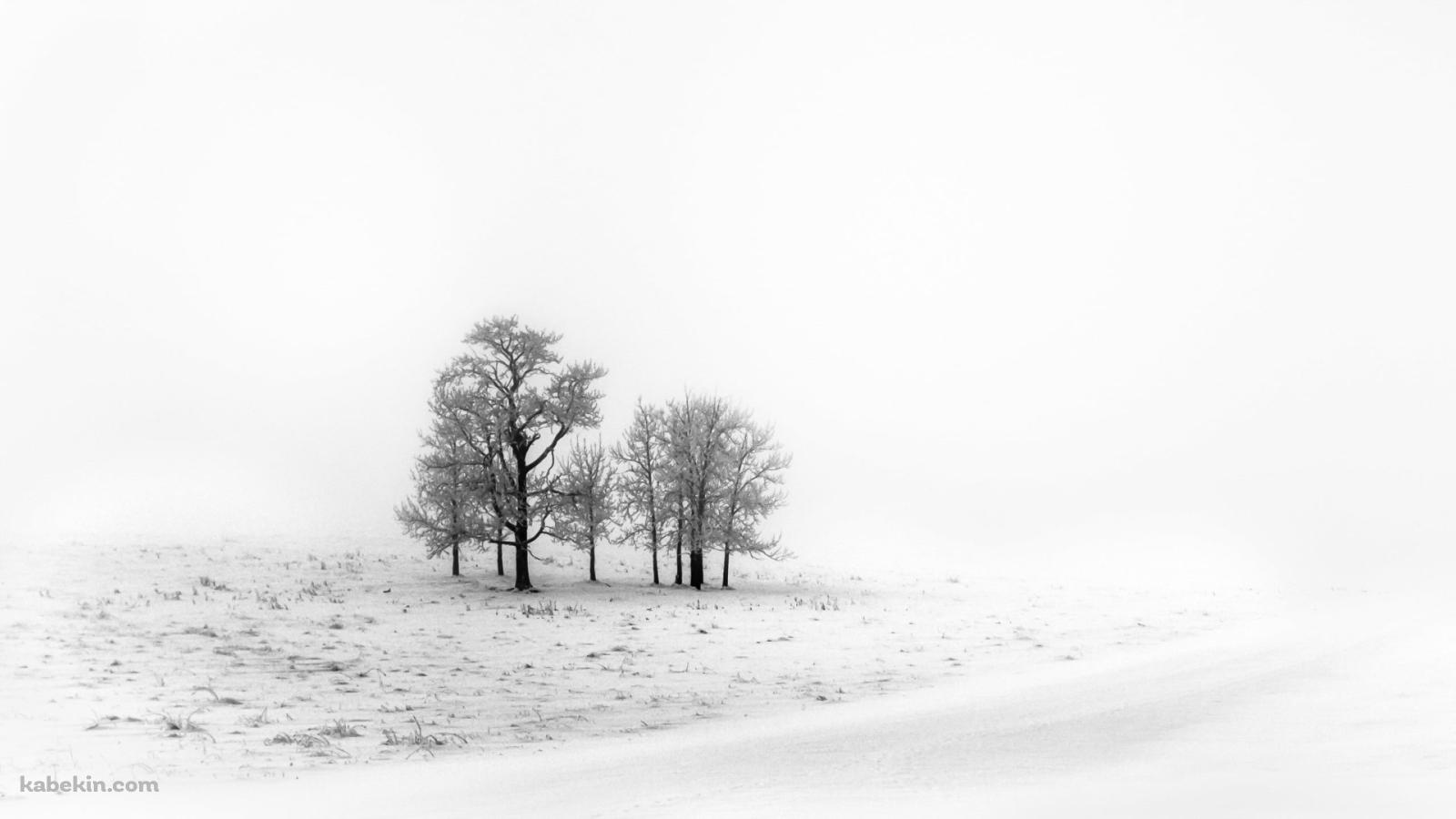 白い雪景色 枯れ木の壁紙(1600px x 900px) 高画質 PC・デスクトップ用