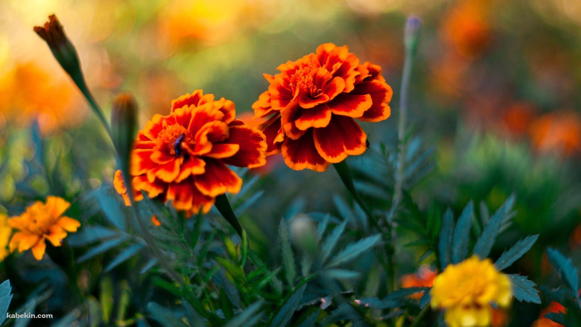 2輪のオレンジの花の壁紙(1920px x 1080px) 高画質 PC・デスクトップ用
