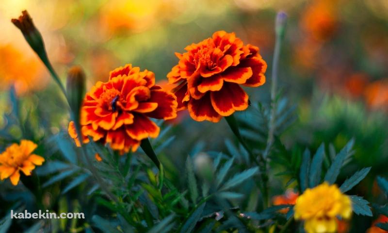 2輪のオレンジの花の壁紙(800px x 480px) 高画質 PC・デスクトップ用