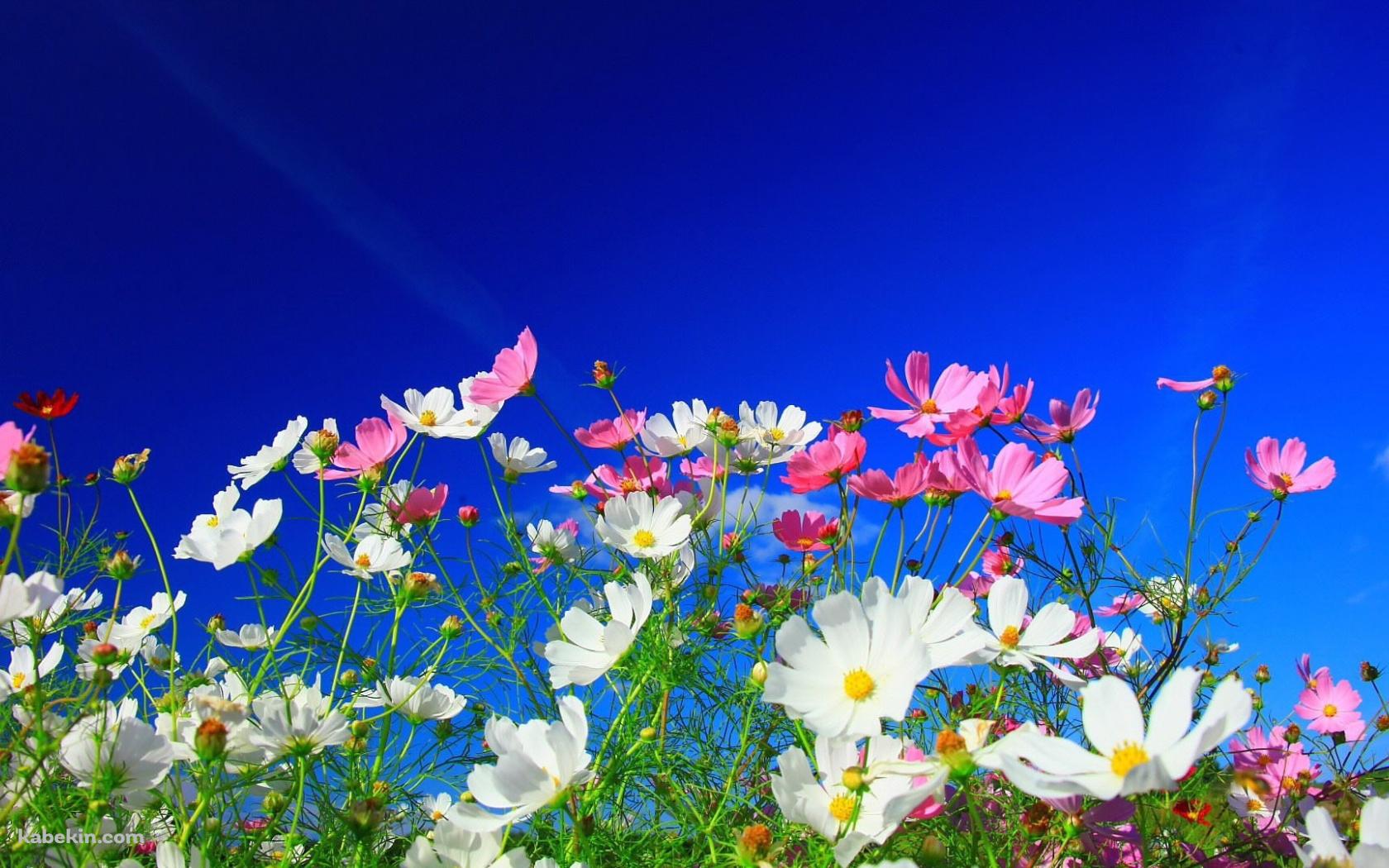 コスモス畑の壁紙(1680px x 1050px) 高画質 PC・デスクトップ用