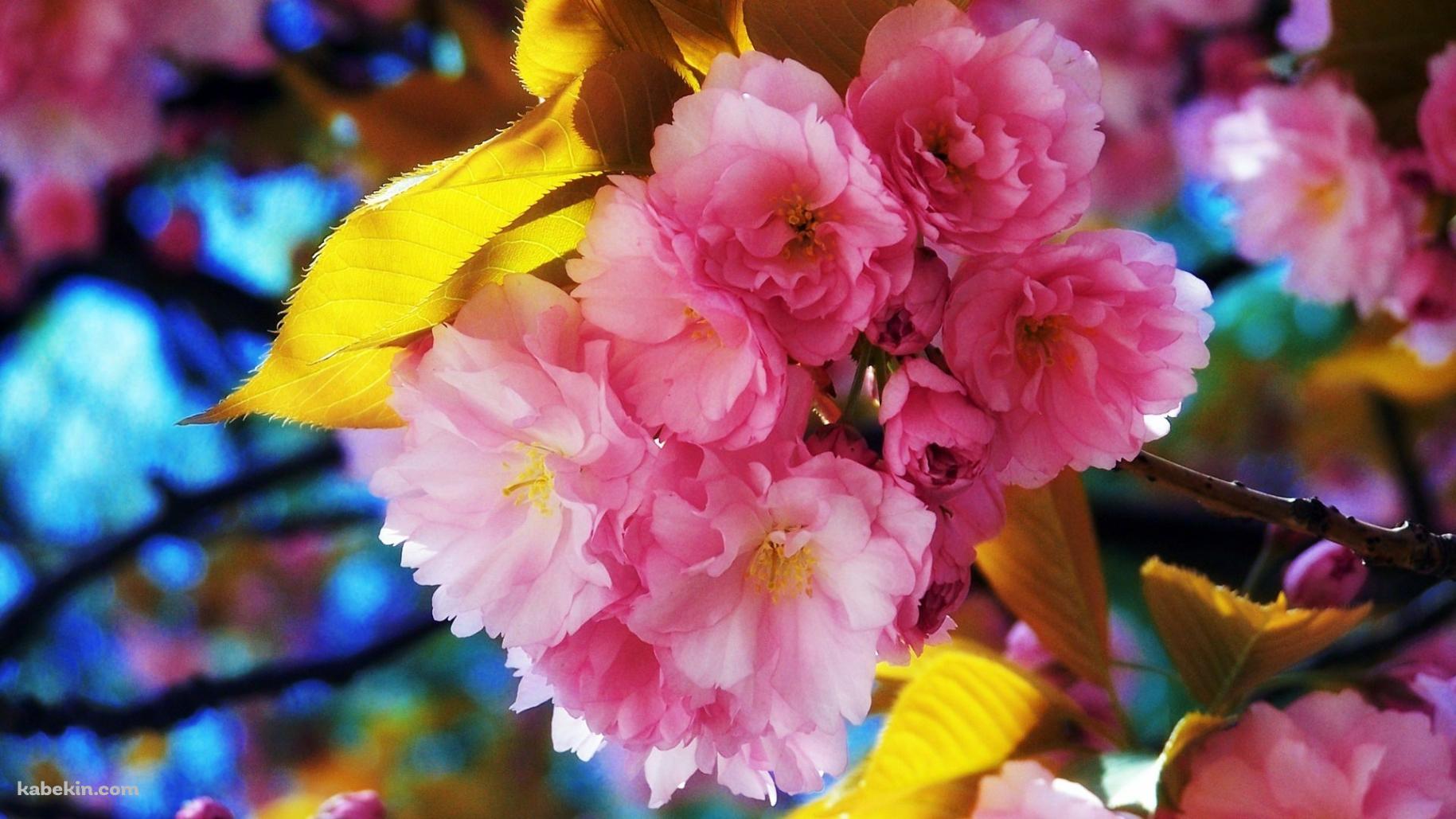 Cute Pink Flowerの壁紙(1829px x 1029px) 高画質 PC・デスクトップ用