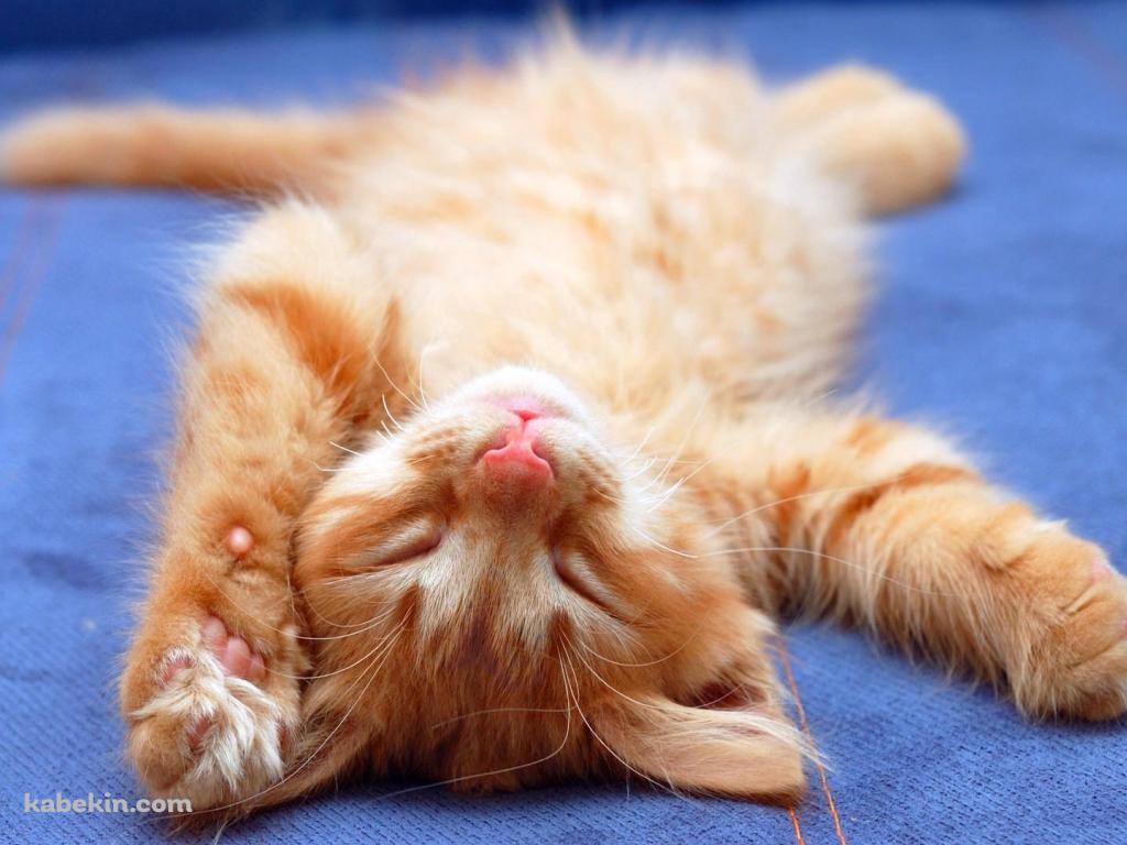 降参する猫の壁紙(1024px x 768px) 高画質 PC・デスクトップ用