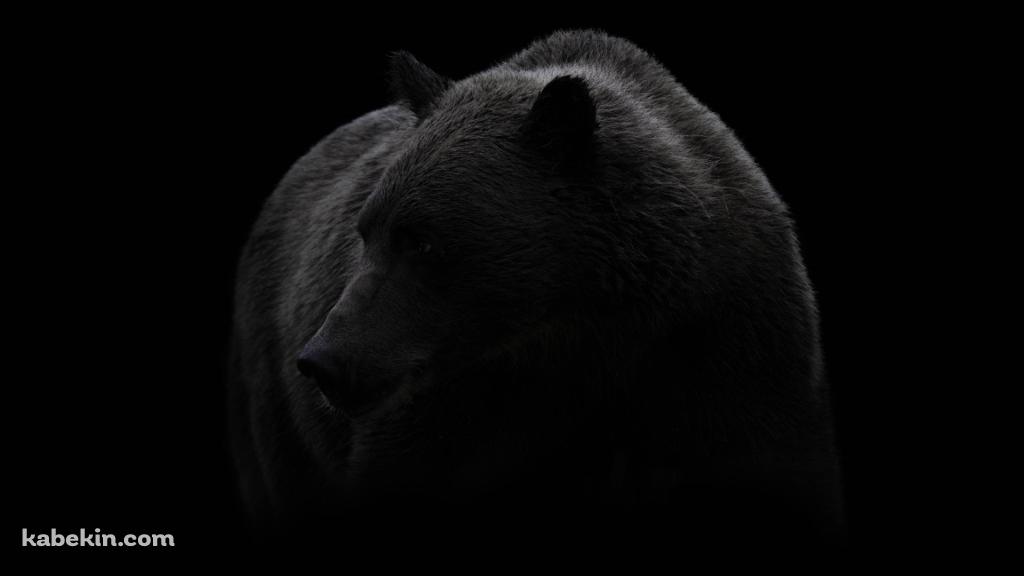 グリズリー 大きな熊の壁紙(1024px x 576px) 高画質 PC・デスクトップ用