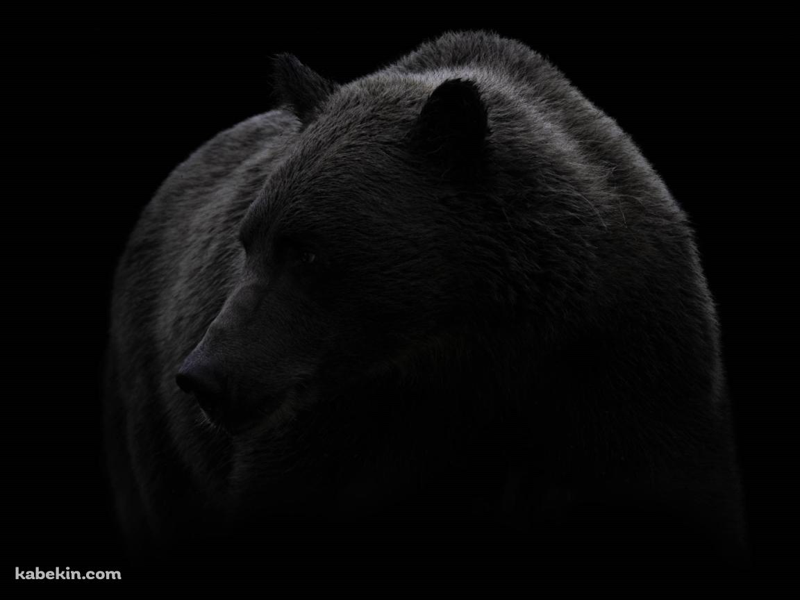 グリズリー 大きな熊の壁紙(1152px x 864px) 高画質 PC・デスクトップ用