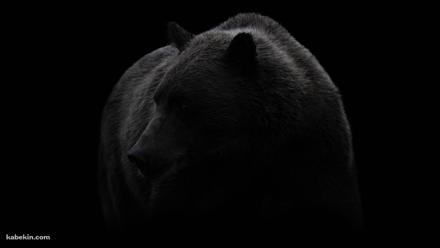 グリズリー 大きな熊の壁紙(1536px x 864px) 高画質 PC・デスクトップ用