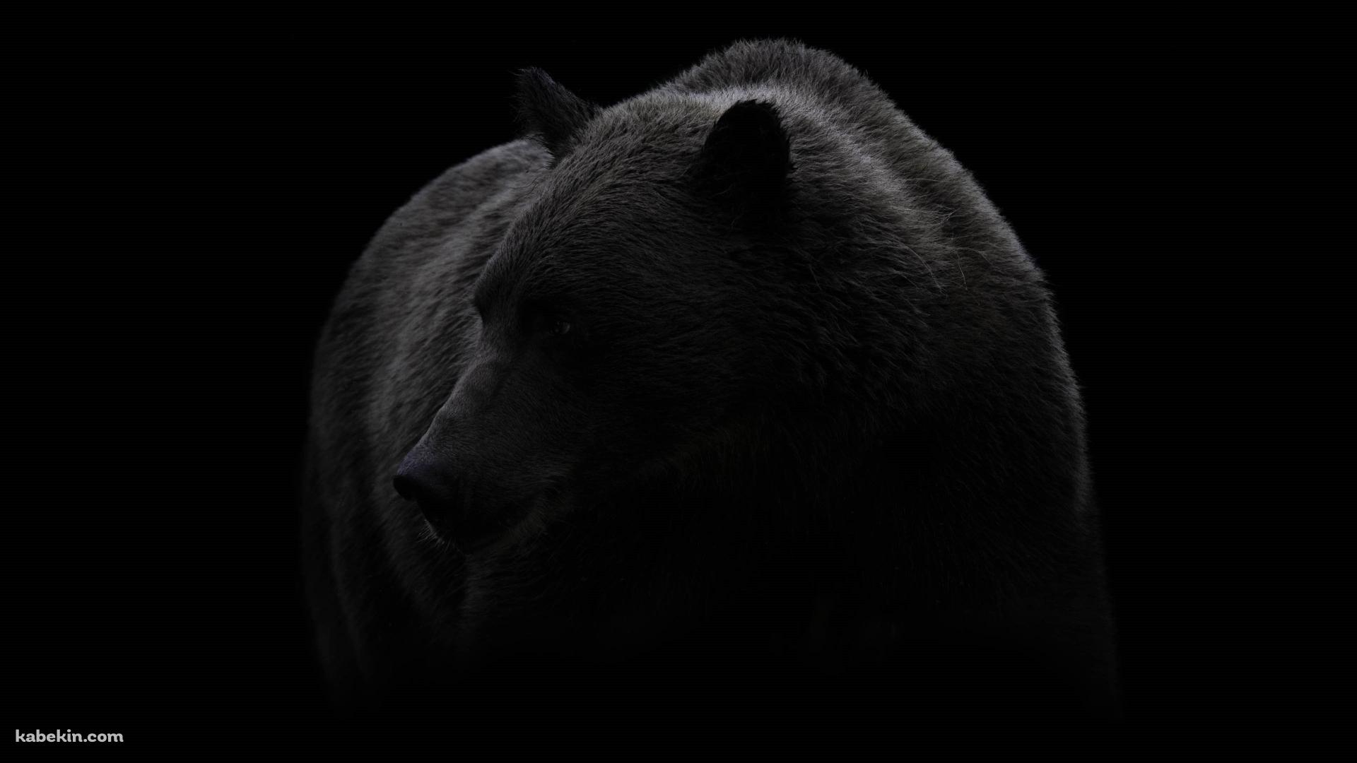 グリズリー 大きな熊の壁紙(1920px x 1080px) 高画質 PC・デスクトップ用