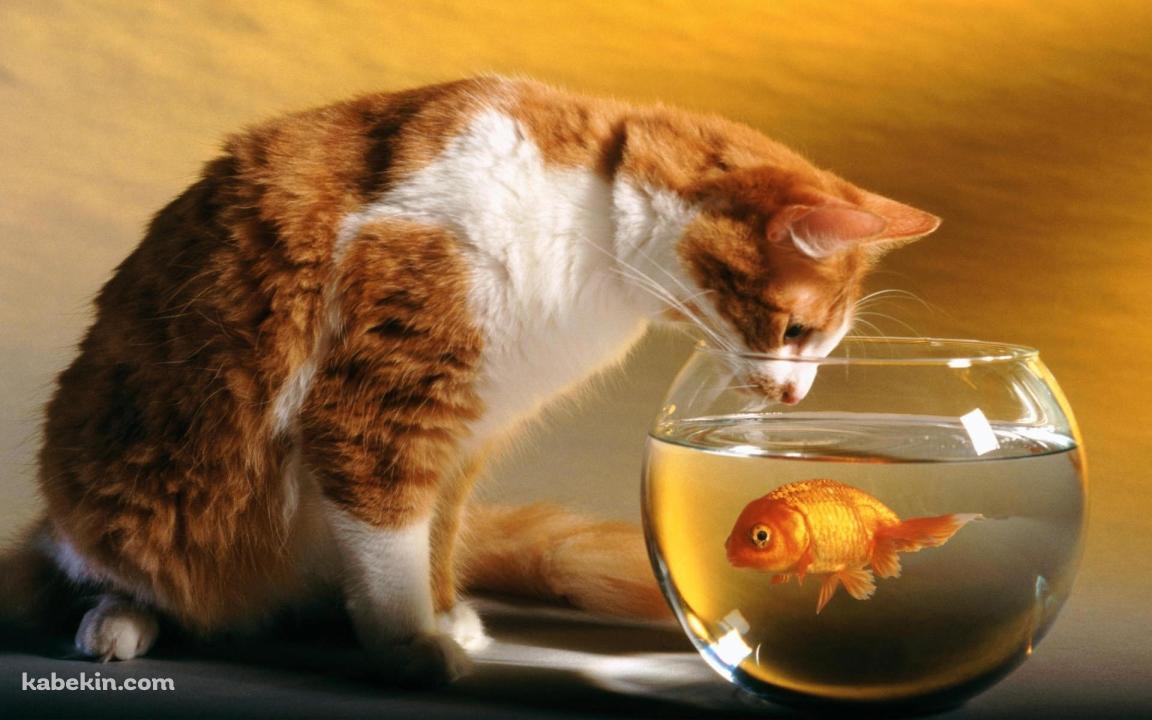 猫と金魚の壁紙(1152px x 720px) 高画質 PC・デスクトップ用