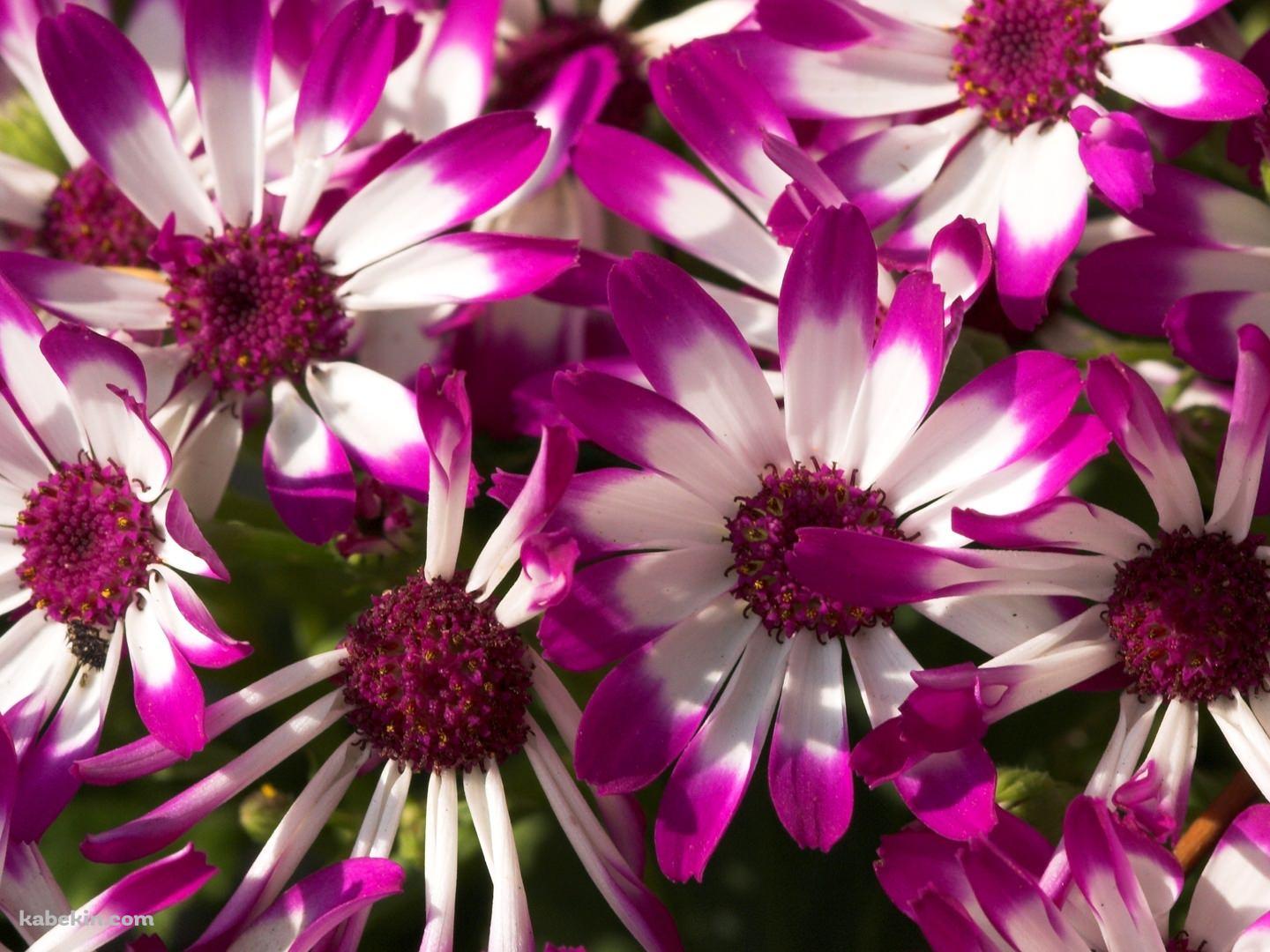 白と紫の花の壁紙(1440px x 1080px) 高画質 PC・デスクトップ用