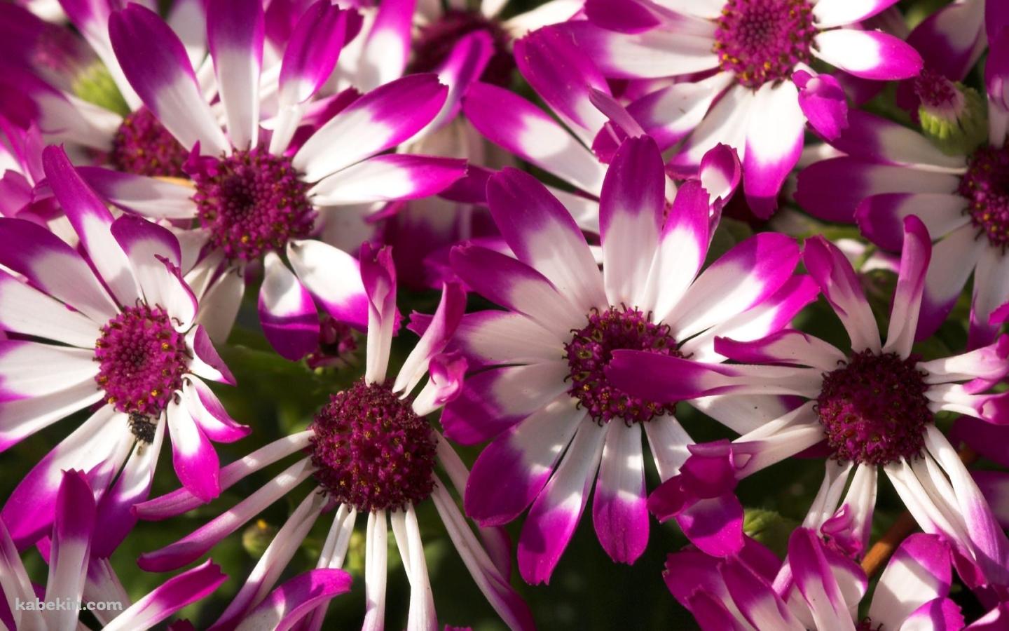 白と紫の花の壁紙(1440px x 900px) 高画質 PC・デスクトップ用