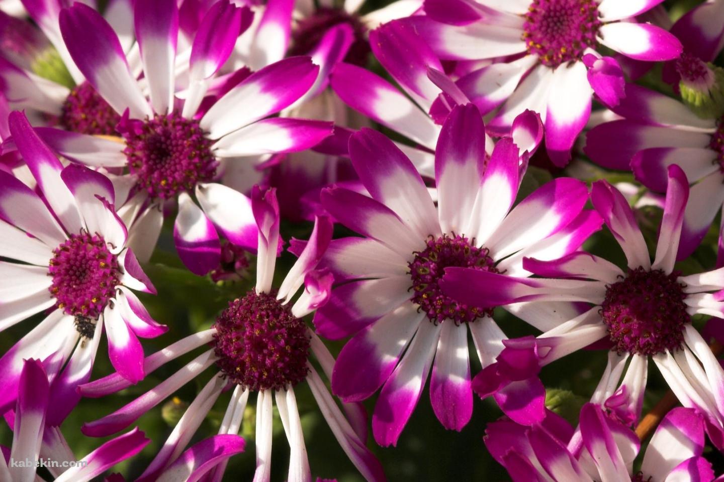 白と紫の花の壁紙(1440px x 960px) 高画質 PC・デスクトップ用