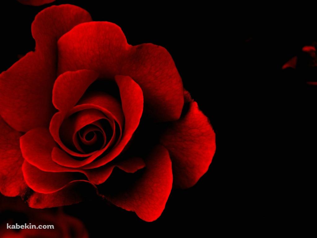 Red Roseの壁紙(1024px x 768px) 高画質 PC・デスクトップ用