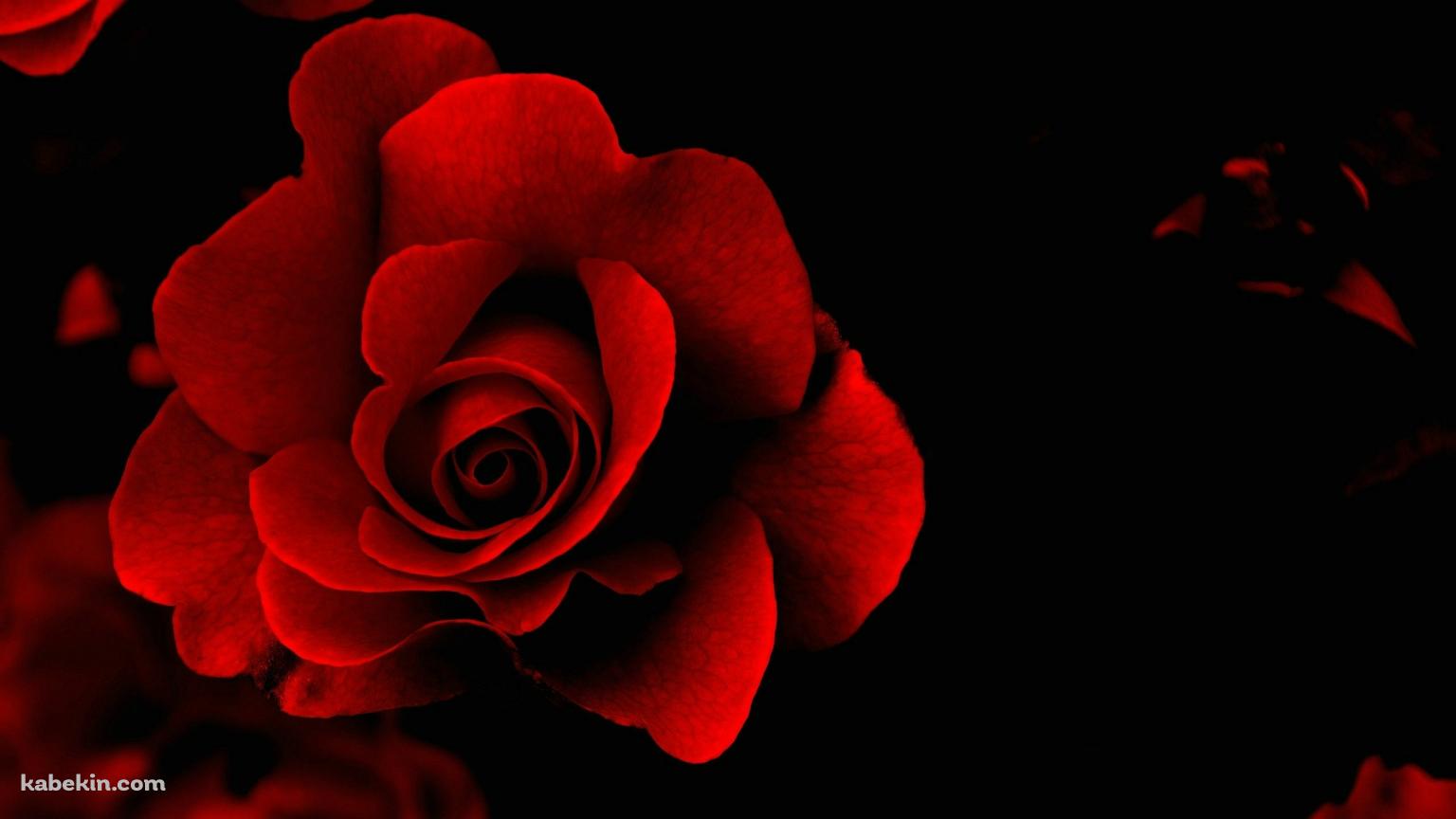 Red Roseの壁紙(1536px x 864px) 高画質 PC・デスクトップ用