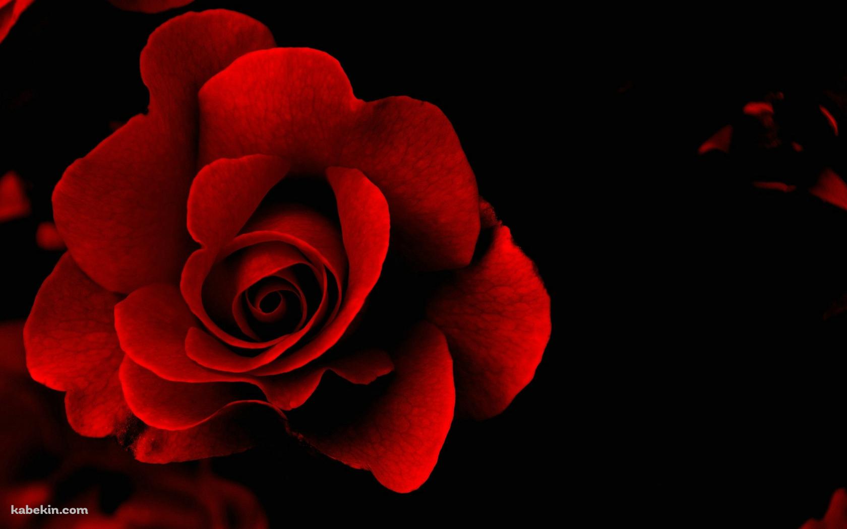 Red Roseの壁紙(1680px x 1050px) 高画質 PC・デスクトップ用