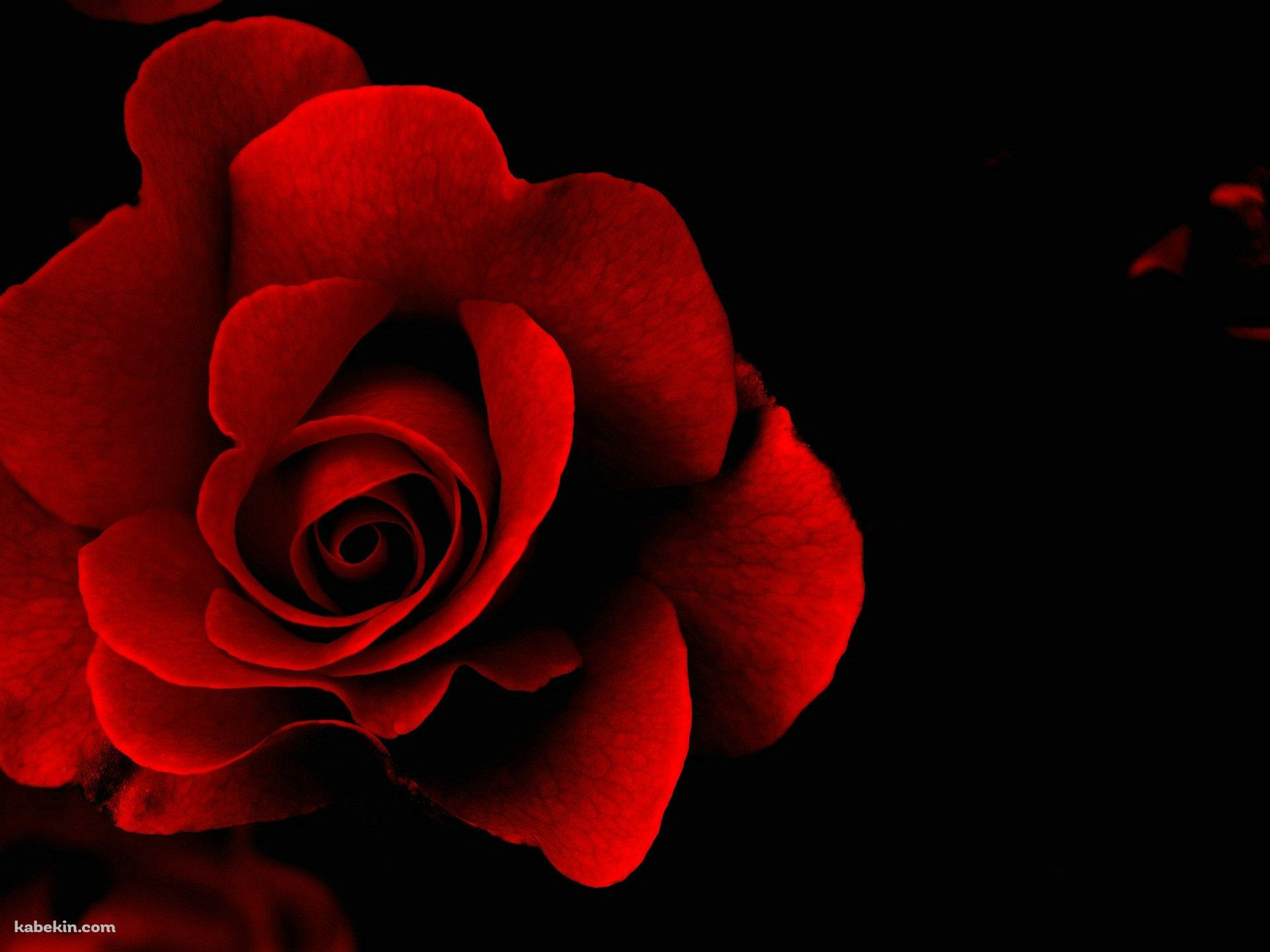 Red Roseの壁紙(1920px x 1440px) 高画質 PC・デスクトップ用