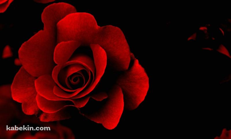 Red Roseの壁紙(800px x 480px) 高画質 PC・デスクトップ用