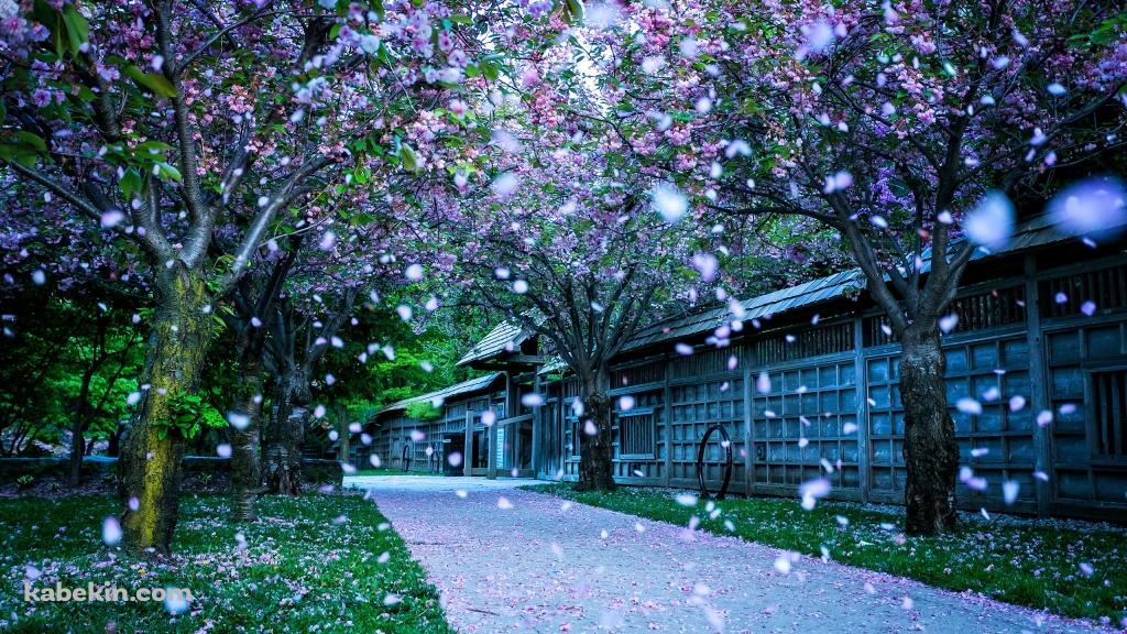 舞い散る花びらの壁紙(1024px x 576px) 高画質 PC・デスクトップ用