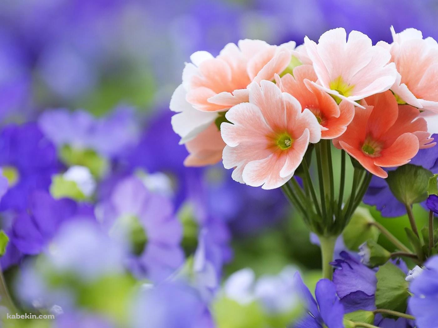 綺麗なピンクと紫の花の壁紙(1400px x 1050px) 高画質 PC・デスクトップ用