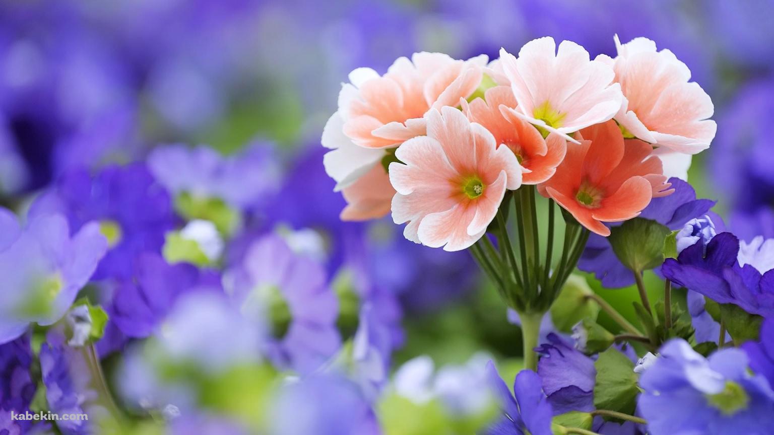 綺麗なピンクと紫の花の壁紙(1536px x 864px) 高画質 PC・デスクトップ用