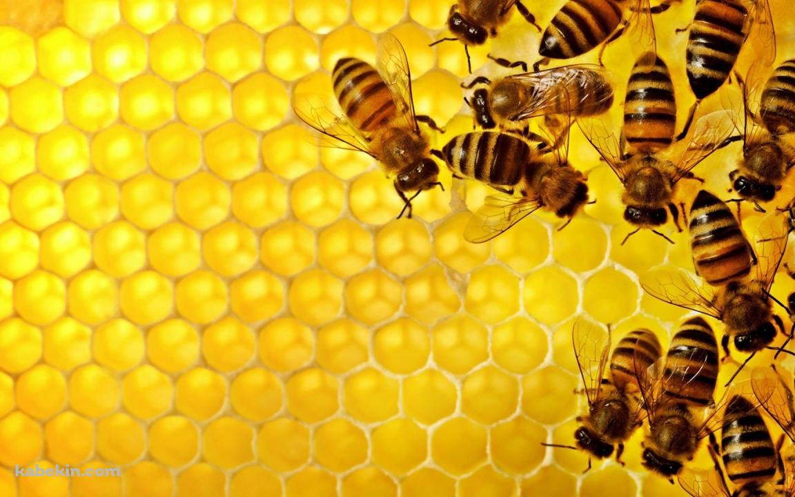 蜂の巣 蜜蜂の壁紙(1152px x 720px) 高画質 PC・デスクトップ用