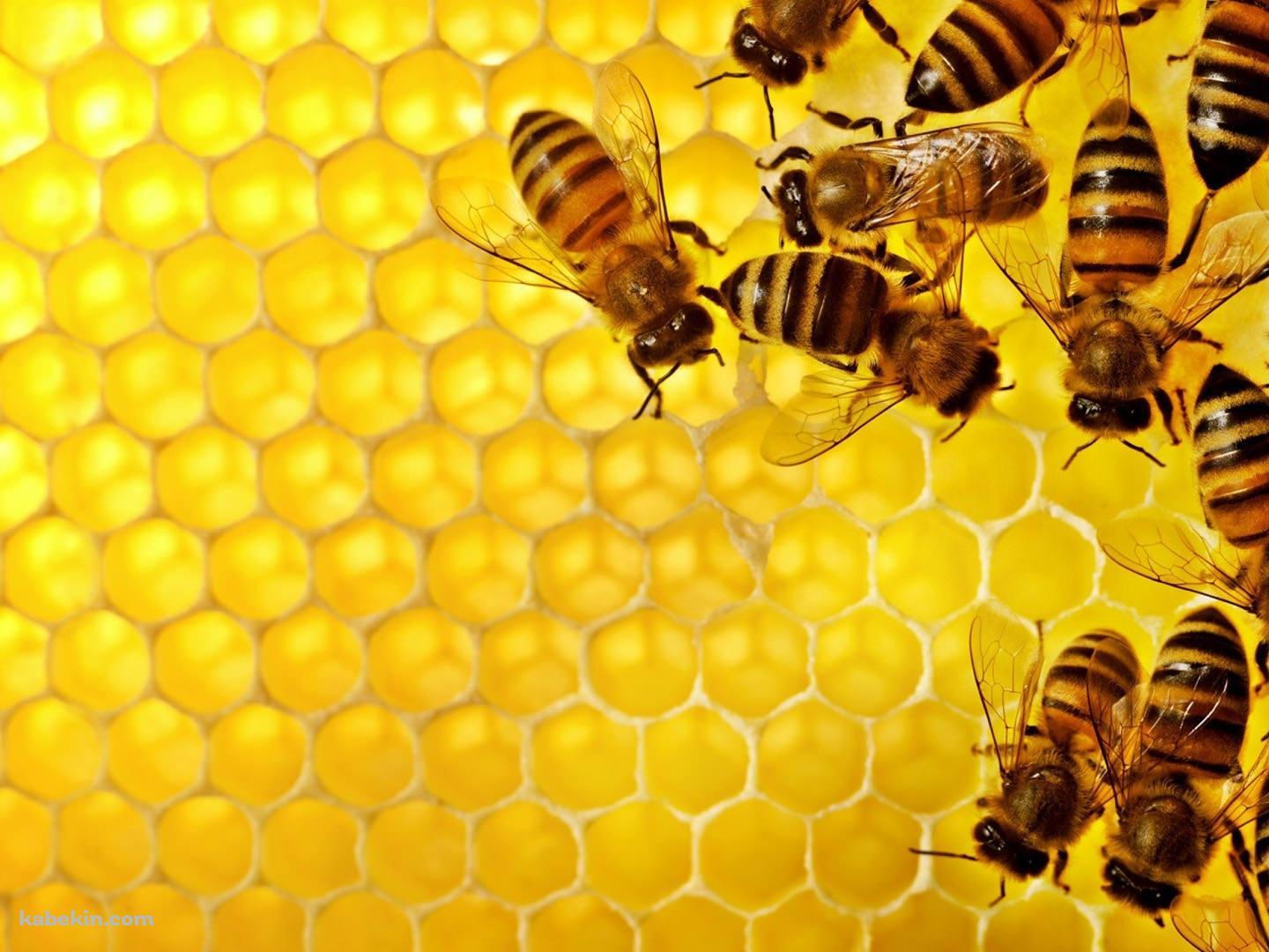 蜂の巣 蜜蜂の壁紙(1440px x 1080px) 高画質 PC・デスクトップ用