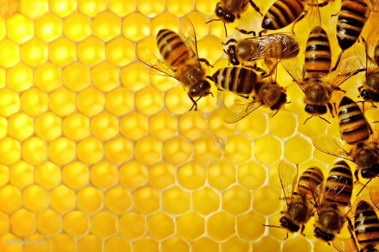 蜂の巣 蜜蜂の壁紙(1440px x 960px) 高画質 PC・デスクトップ用