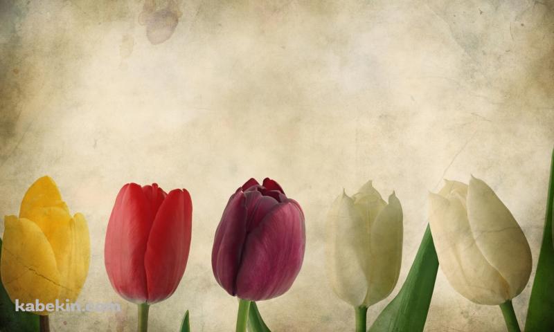 カラフルなチューリップの壁紙(800px x 480px) 高画質 PC・デスクトップ用