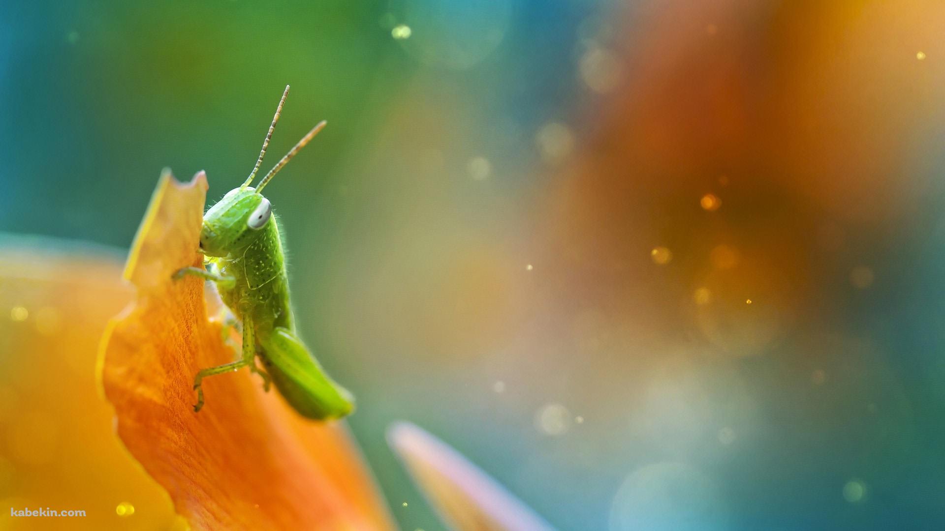 黄色い花びらとバッタの壁紙(1920px x 1080px) 高画質 PC・デスクトップ用