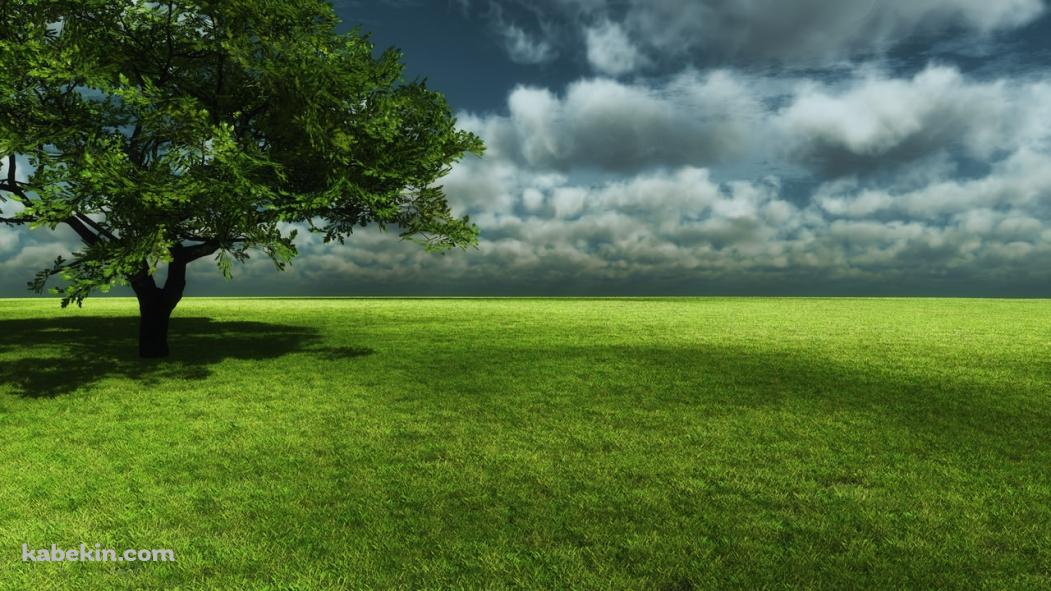 見晴らしの良い草原と大木の壁紙(1051px x 591px) 高画質 PC・デスクトップ用