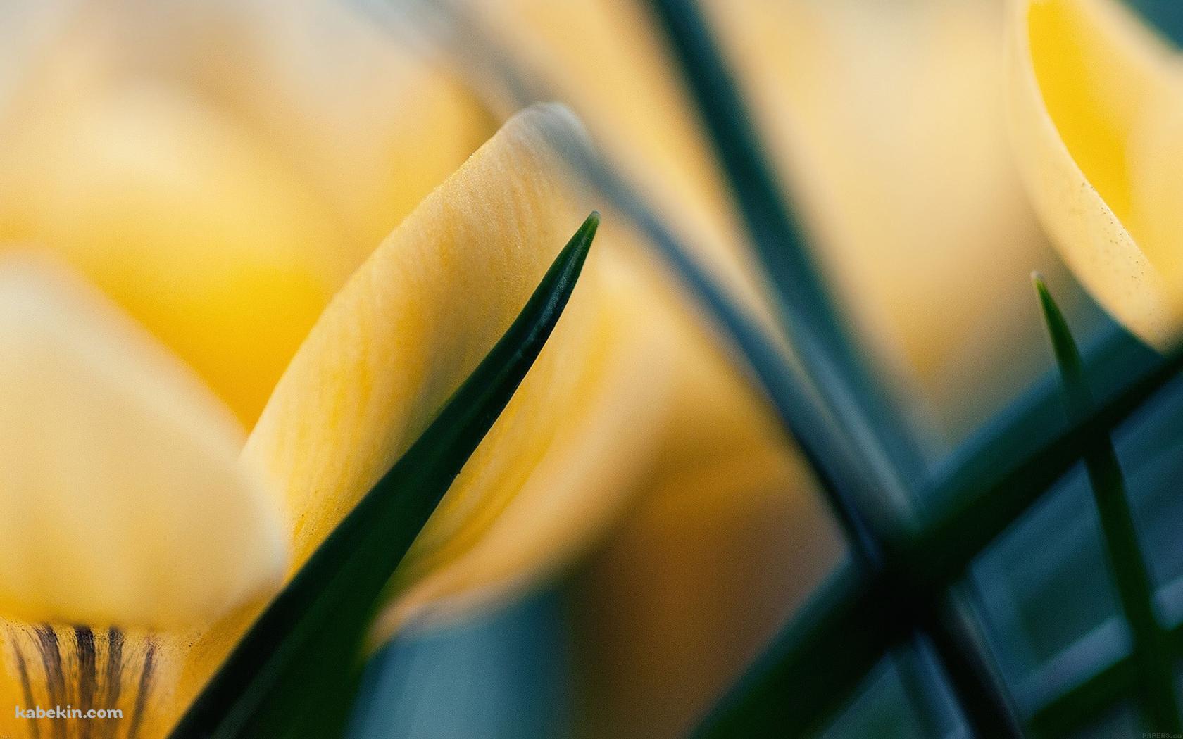 黄色い蕾の壁紙(1680px x 1050px) 高画質 PC・デスクトップ用