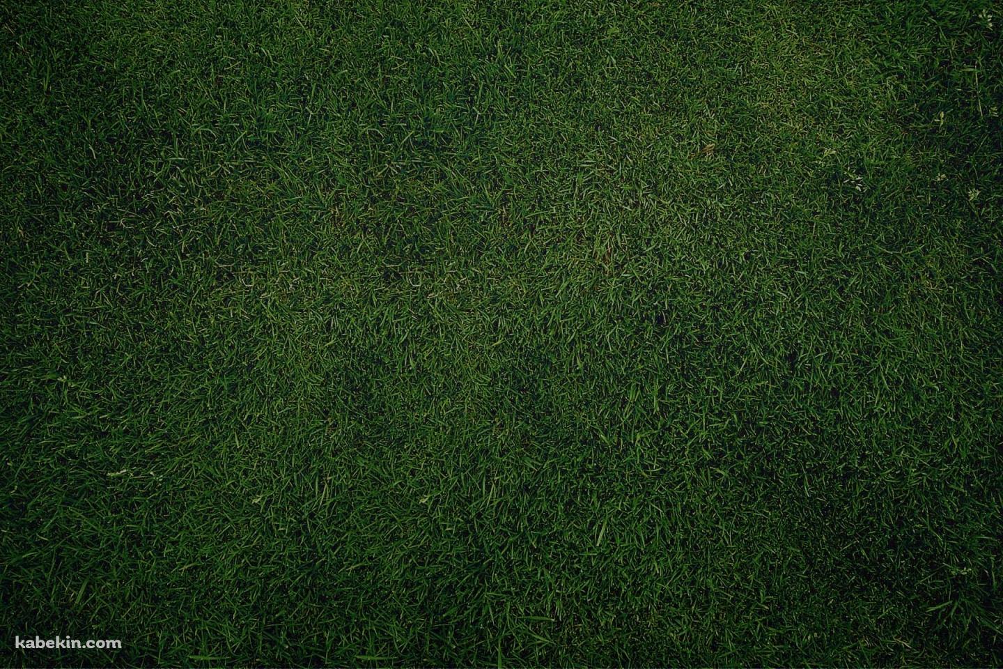 緑の芝生の壁紙(1440px x 960px) 高画質 PC・デスクトップ用