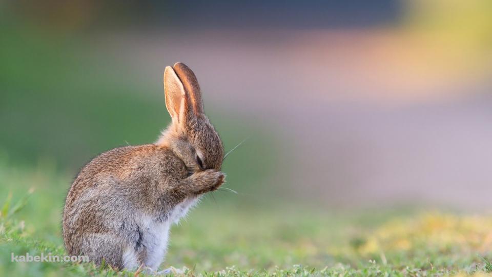 顔を隠すウサギの壁紙(960px x 540px) 高画質 PC・デスクトップ用