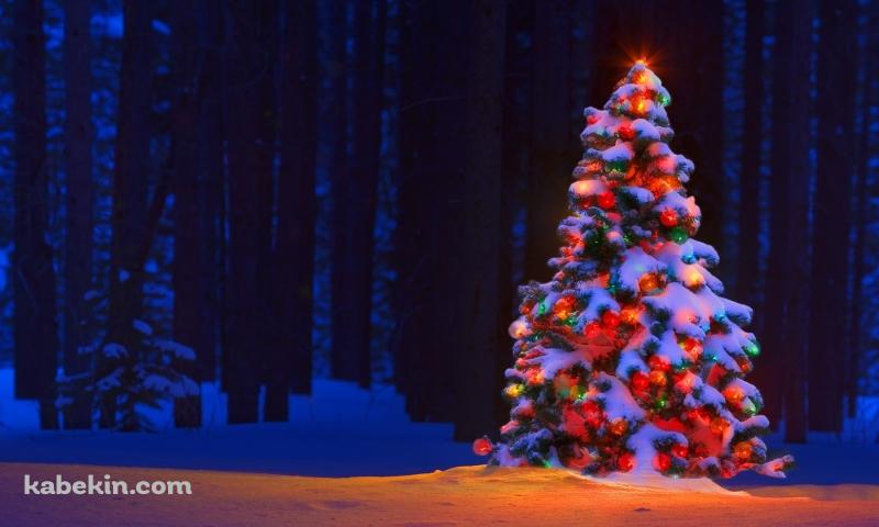 電飾したクリスマスツリーの壁紙(800px x 480px) 高画質 PC・デスクトップ用
