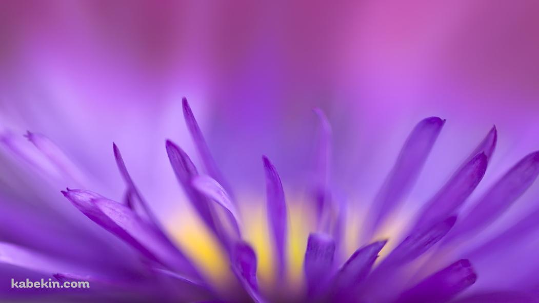 紫の花の壁紙(1051px x 591px) 高画質 PC・デスクトップ用