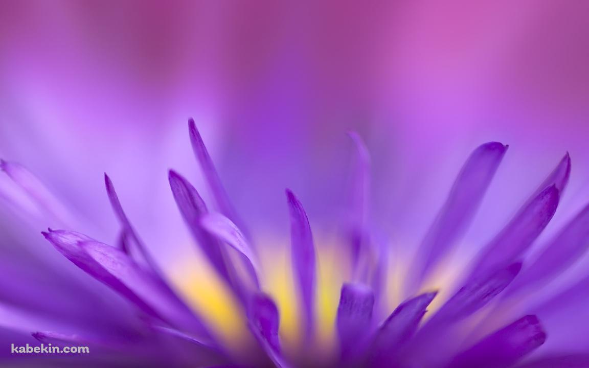 紫の花の壁紙(1152px x 720px) 高画質 PC・デスクトップ用