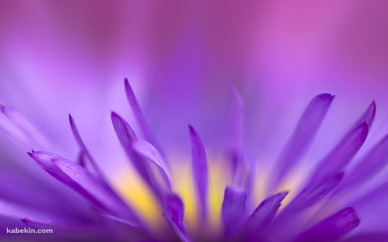 紫の花の壁紙(1280px x 800px) 高画質 PC・デスクトップ用