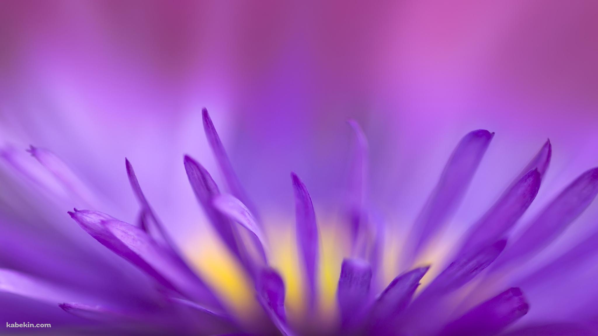 紫の花の壁紙(2048px x 1152px) 高画質 PC・デスクトップ用