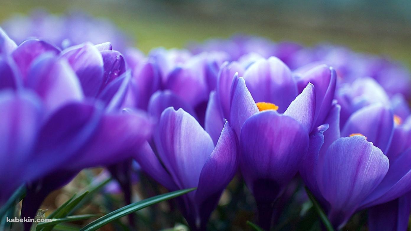 紫のクロッカスの壁紙(1391px x 783px) 高画質 PC・デスクトップ用