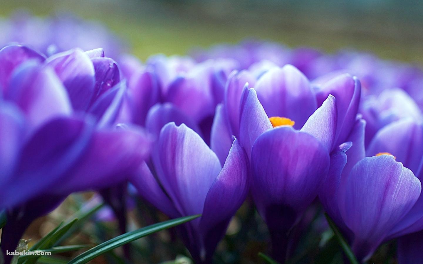 紫のクロッカスの壁紙(1440px x 900px) 高画質 PC・デスクトップ用