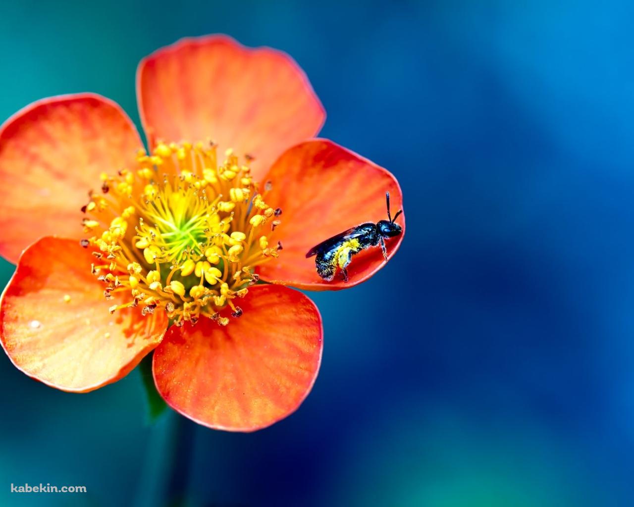 オレンジの花と蜂の壁紙(1280px x 1024px) 高画質 PC・デスクトップ用
