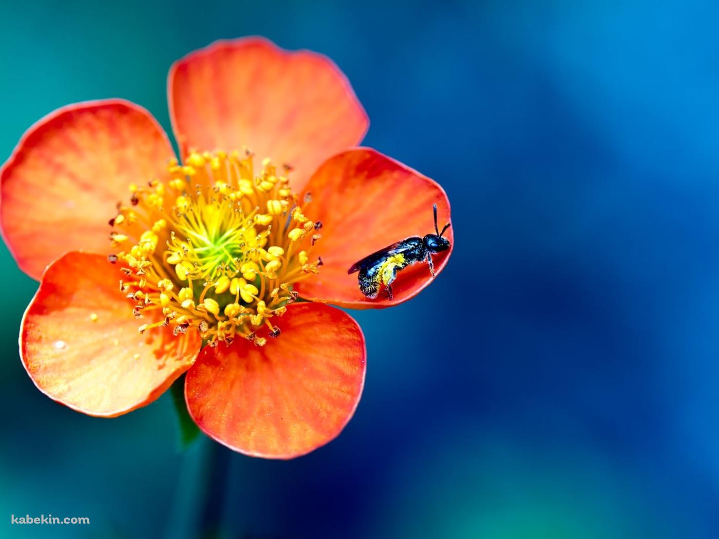 オレンジの花と蜂の壁紙(1400px x 1050px) 高画質 PC・デスクトップ用