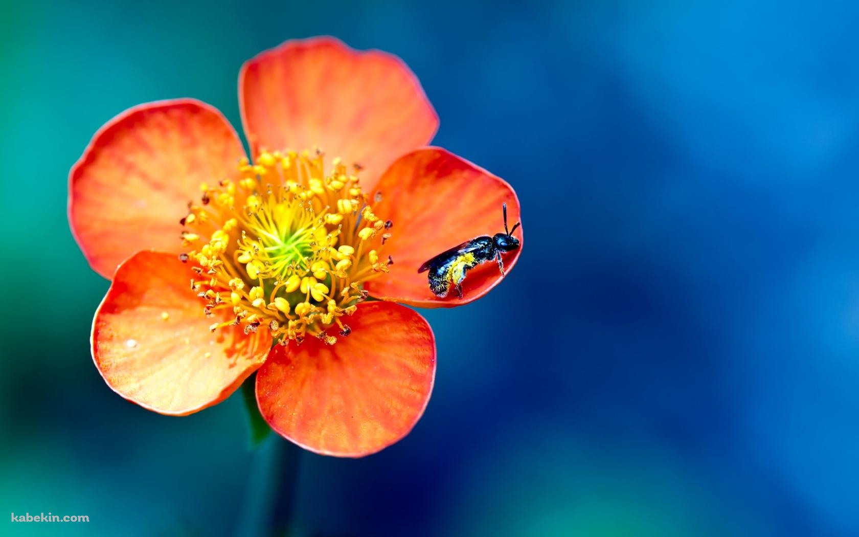 オレンジの花と蜂の壁紙(1680px x 1050px) 高画質 PC・デスクトップ用