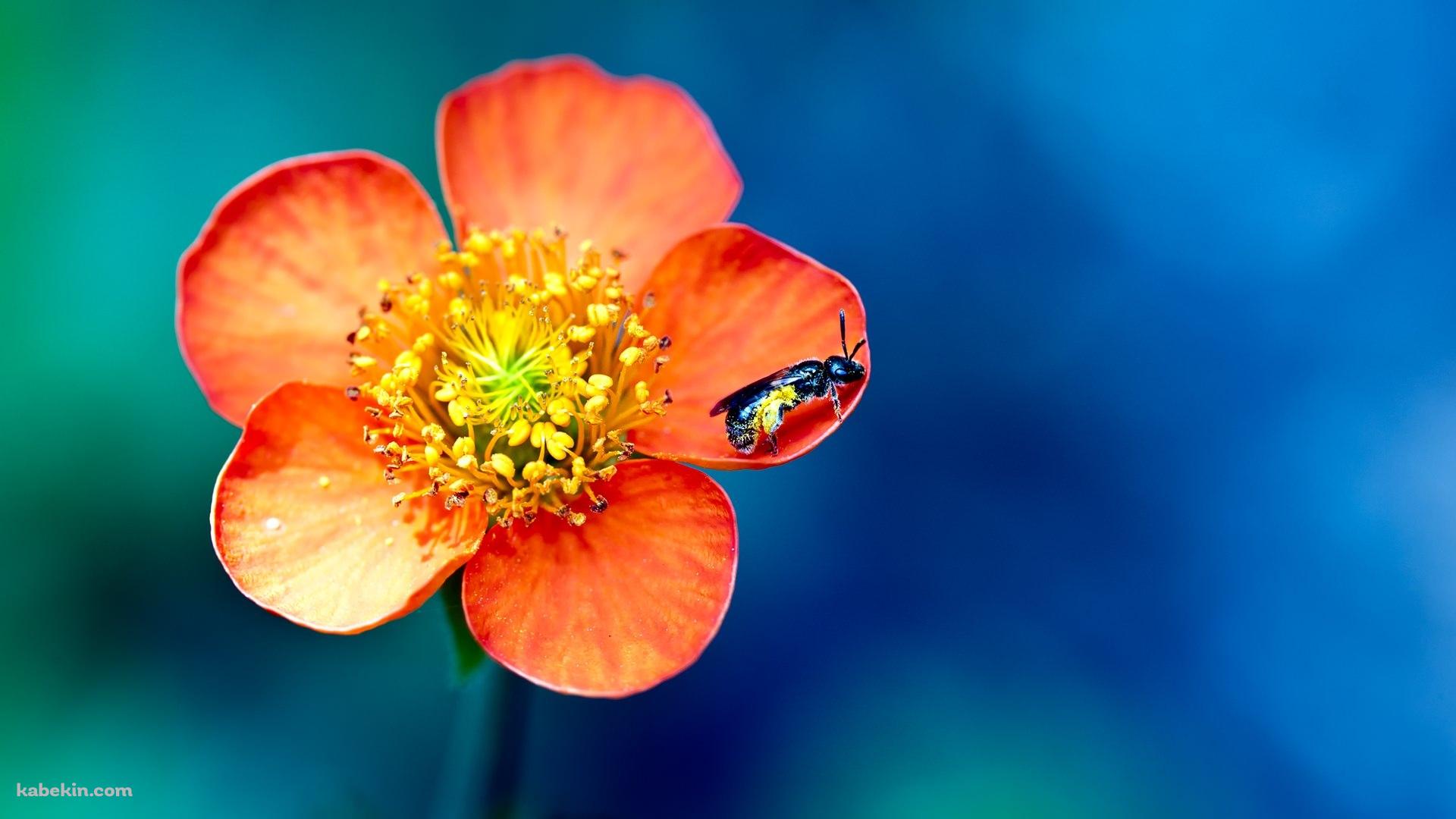 オレンジの花と蜂の壁紙(1920px x 1080px) 高画質 PC・デスクトップ用