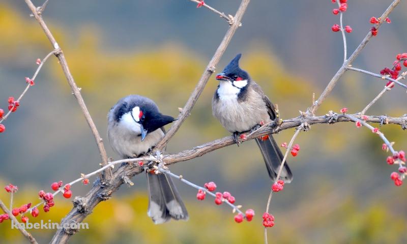 枝にとまる2羽の小鳥の壁紙(800px x 480px) 高画質 PC・デスクトップ用