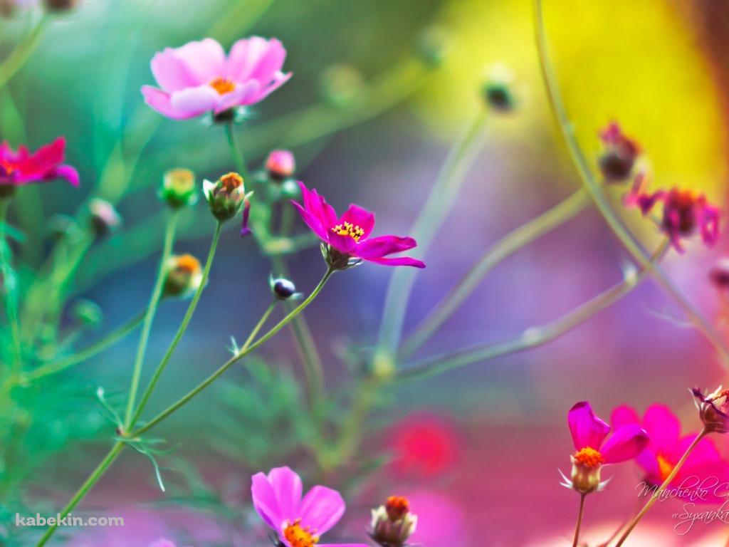 ピンクのひな菊の壁紙(1024px x 768px) 高画質 PC・デスクトップ用