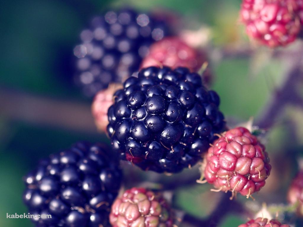 Black Berryの壁紙(1024px x 768px) 高画質 PC・デスクトップ用