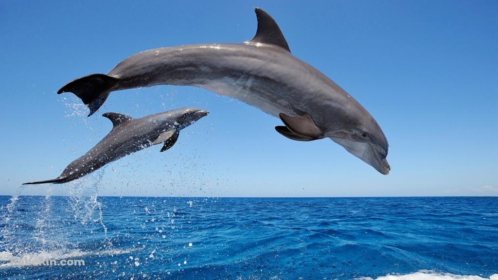 2匹のイルカの壁紙(1024px x 576px) 高画質 PC・デスクトップ用