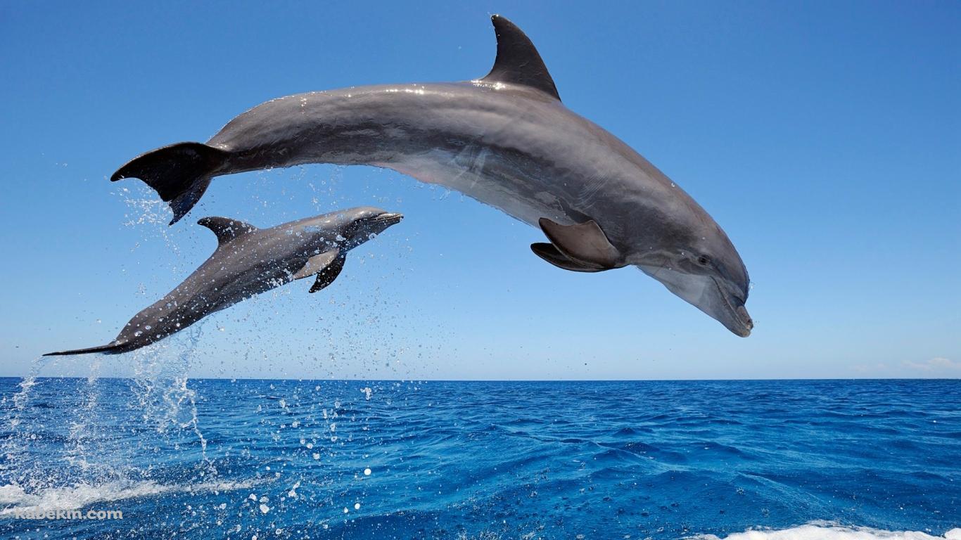 2匹のイルカの壁紙(1366px x 768px) 高画質 PC・デスクトップ用