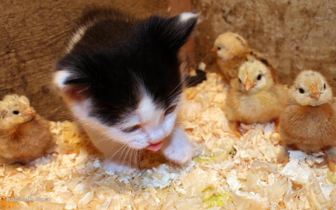 子猫とヒヨコの壁紙(1152px x 720px) 高画質 PC・デスクトップ用