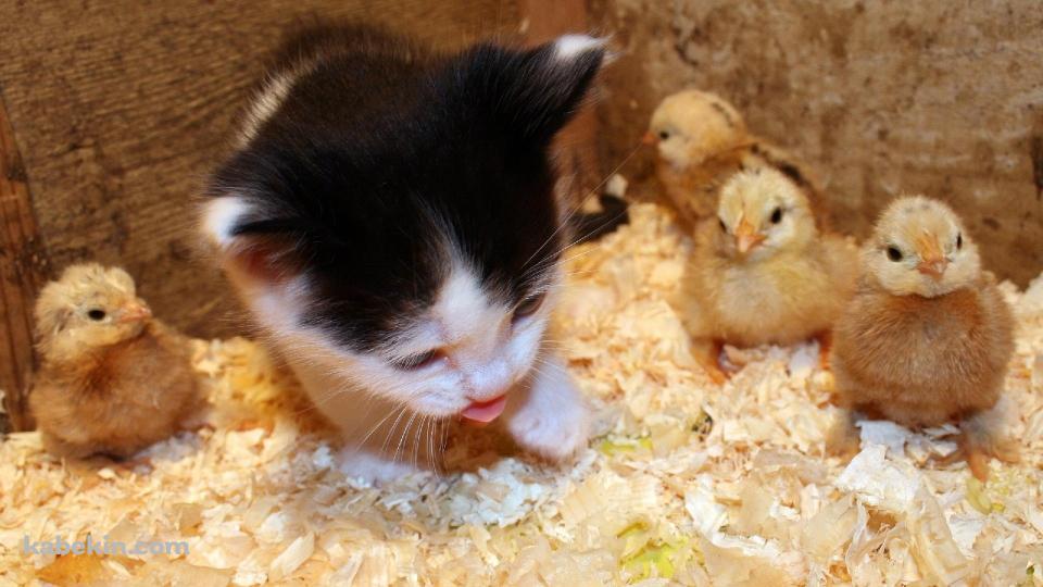 子猫とヒヨコの壁紙(960px x 540px) 高画質 PC・デスクトップ用