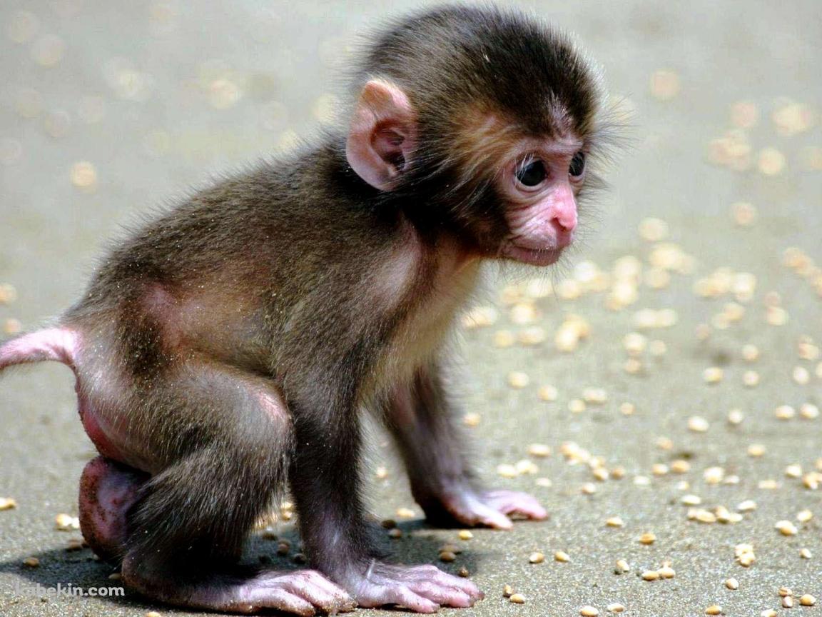 猿の子供の壁紙(1152px x 864px) 高画質 PC・デスクトップ用